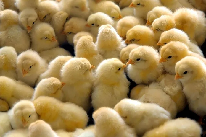 broiler chicks.jpg