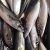 /product-detail/affordable-frozen-sardine-fish-mackerel-fish-available-62014481777.html