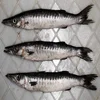 Frozen whole barracuda fish for export
