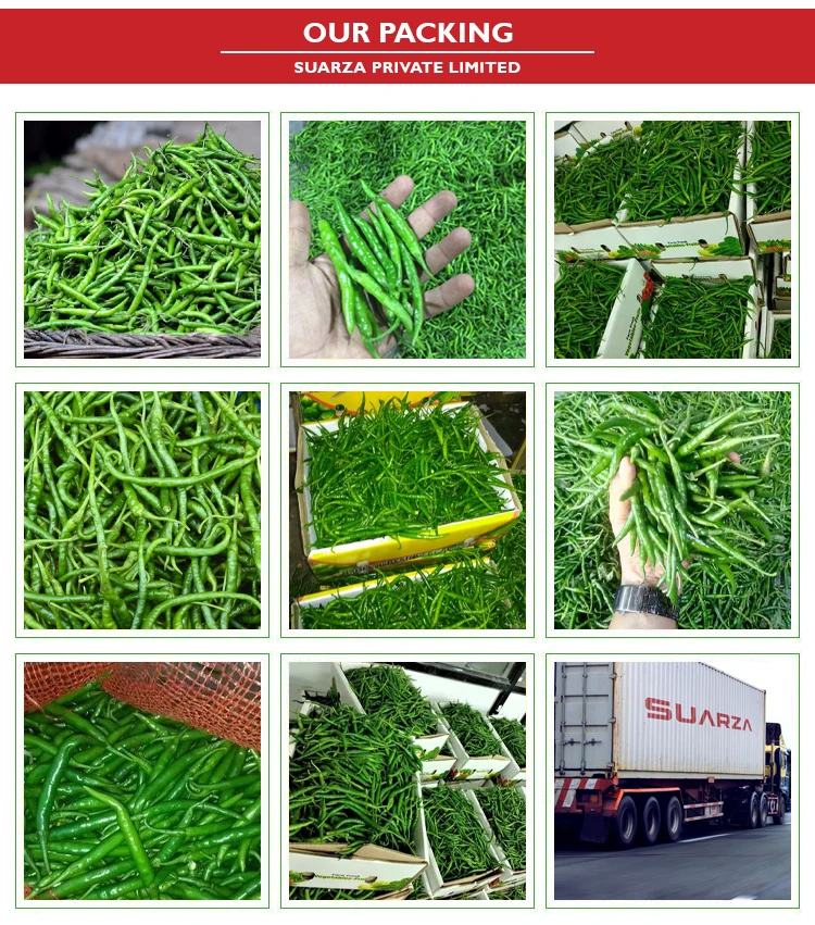 packing green chili (1).jpg