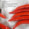 Fresh Chilli From Viet Nam (WHATSAPP:+84907631944) E: Thuybuiexim(at)gmail(dot)com