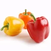 Top Quality for Export Color Capsicums/Fresh Exotic Vegetables/Bell Pepper
