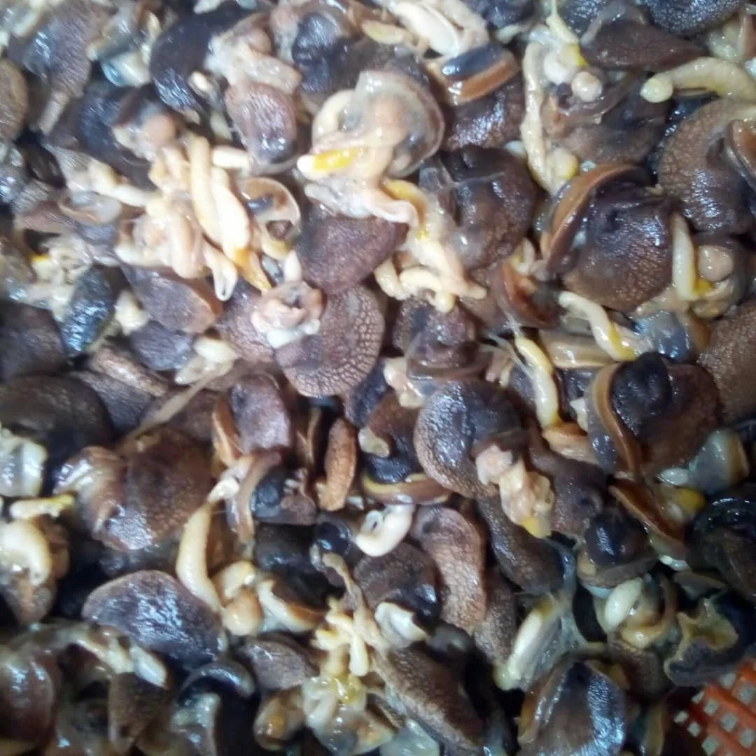 Fresh African Giant Snails/frozen,Dried & Alive Snails For Sale,Giant