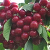 Fresh Dark Red Cherries / Fresh Cherries Fruits
