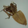 Cleaned Dried Squid (Skinless)