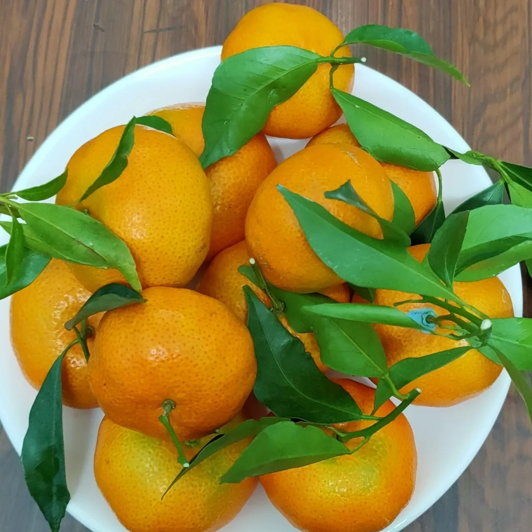 Vietnam Mandarin Orange (tangerine) Fresh Fruit Premium,High Quality