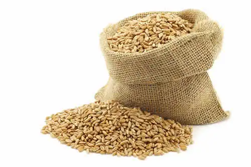 100% organic barley for malt/ barley feed/ malted barley animal