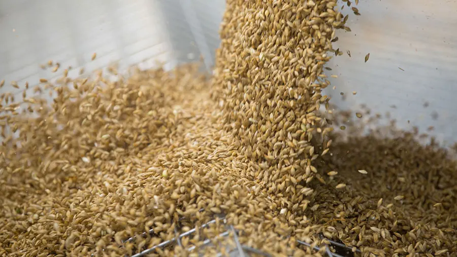 Barley For Animal And Human Food Buy Bulk Barley Grain/bulk Sale