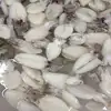 FDA/HACCP/ISO FROZEN WHOLE CLEANED CUTTLEFISH IN VIET NAM