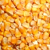 High Purity Natural Bulk Pure Yellow Fresh Vegetable FD Corn