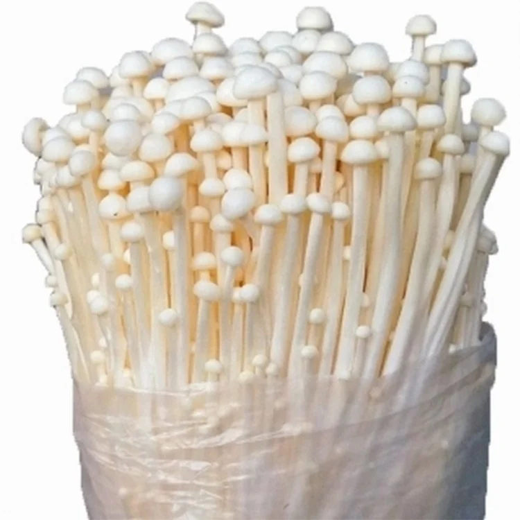
Fresh Grow Bag Enoki Golden Needle Mushroom Spawn 
