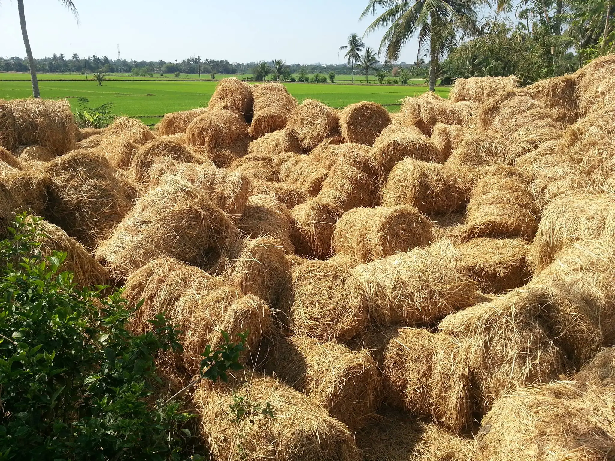 Rice Straw For Cattle /cheap Price Organic Rolled Paddy Straw / Best