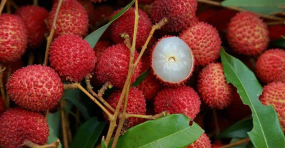 lychee1.jpg