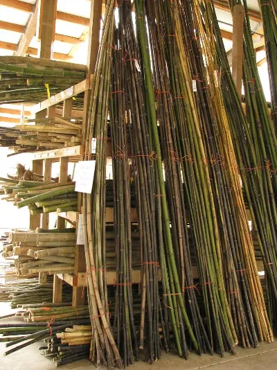 natural bamboo cane / raw bamboo pole cheap price
