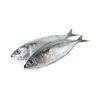 /product-detail/seafood-frozen-pacific-mackerel-fish-62017849568.html