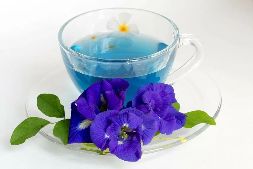 Анчан растение как выглядит Синий чай/Clitoria ternatea/Butterfly Pea SOPHIE WhatsApp:+ 84 901 022 641 Aliba