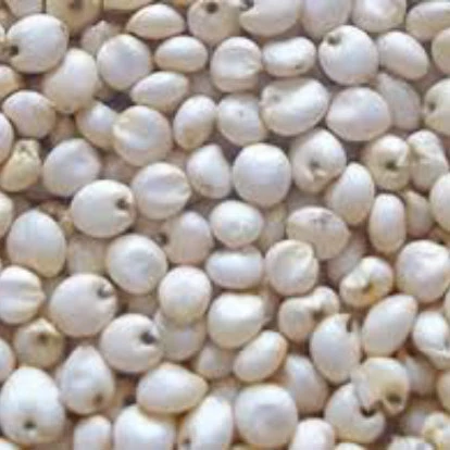 Quality white sorghum