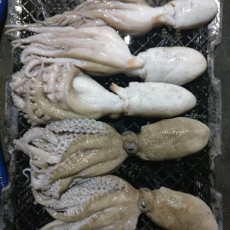 
Frozen Octopus Whole Round/Whole cleaned 