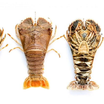 
Whole Fesh Slipper Lobster - best tasted 