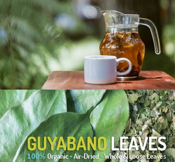 Guyabano Tea Organic Dried Soursop Leaf Dried Graviola Leaves Natural Herb From Vietnam Katie Buy Dried Soursop Leaf Guyabano Tea Organic Soursop Leaf Organic Dried Leaf Soursop Leaves