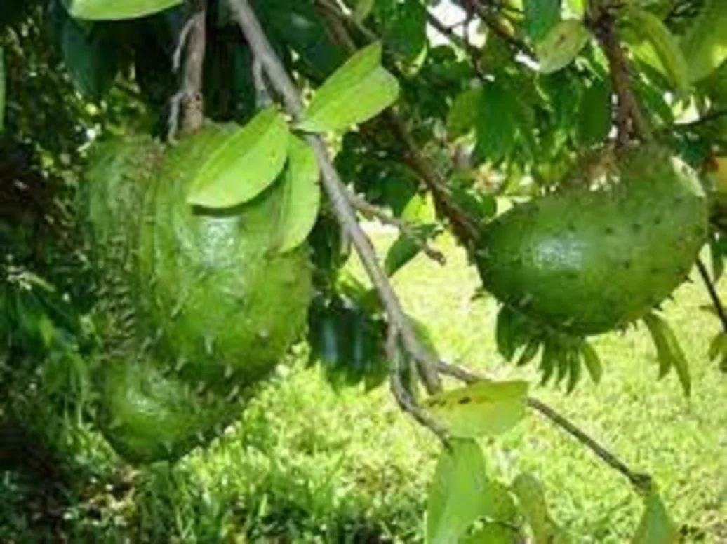 Guyabano Fruit Buy Mosambi Fruit Fruit Slimming Guyabano Fruit Product On Alibaba Com