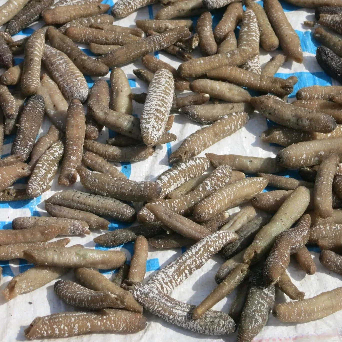 high grade wholesaler dry sea cucumber