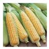 Sweet Corn / Yellow Corn / Yellow Corn Maize Premium Quality For Sale