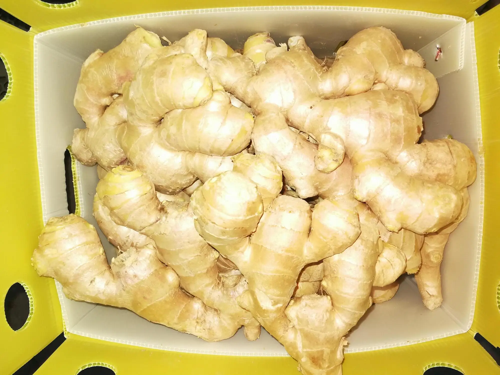 ginger2.jpg