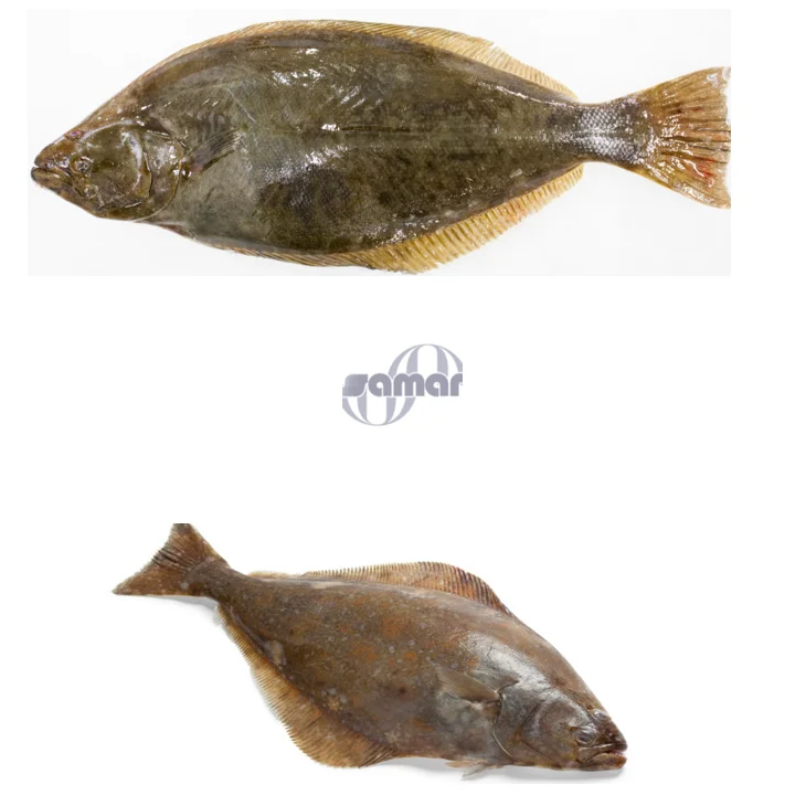 Fresh Frozen Halibut Fish In Bulk,Aka Flounder Arrowtooth Wholesale Top