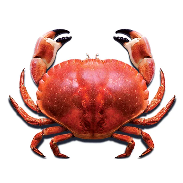 high quality dried crab shell for food stuff case for decoration