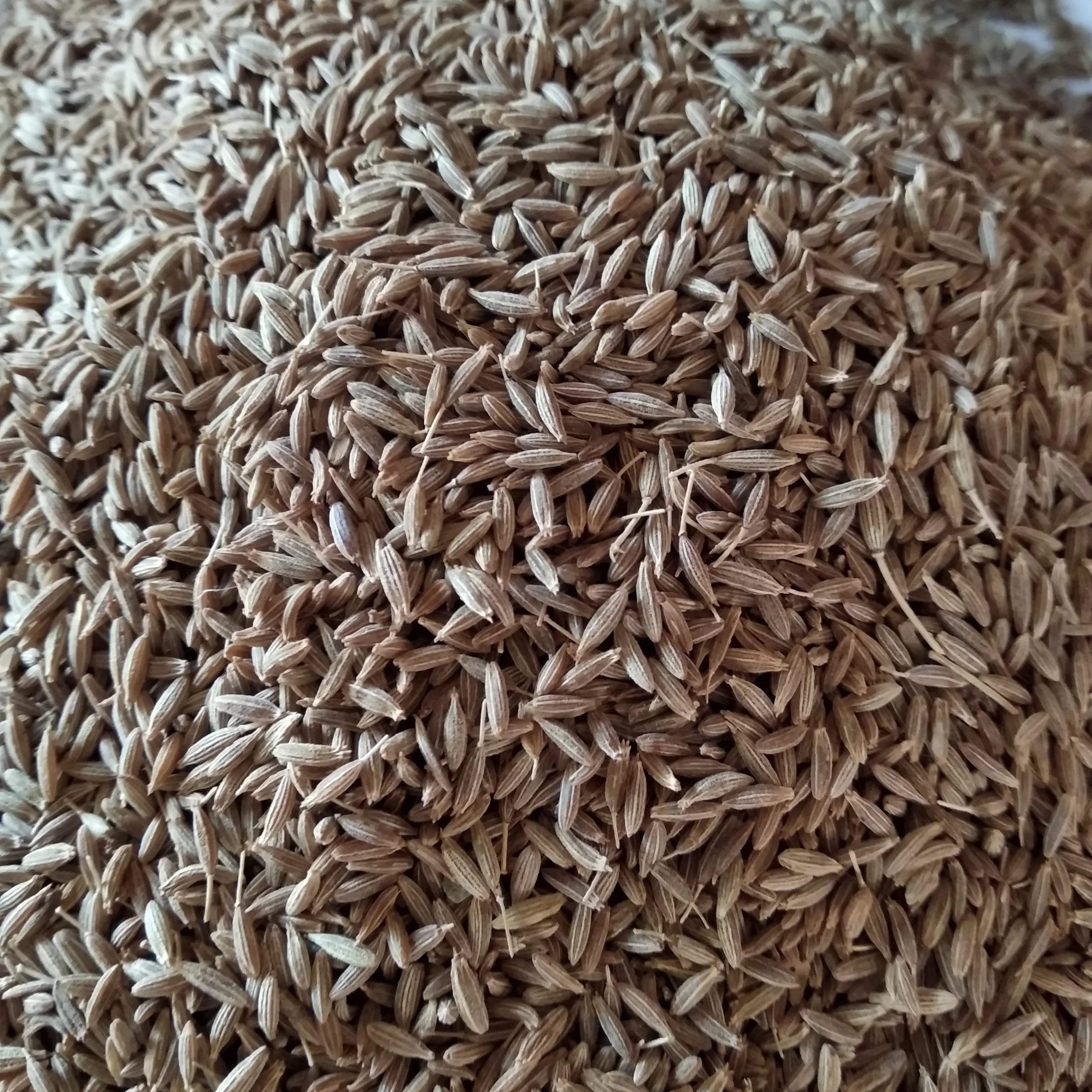 Cumin Seeds Buy Price For Cumin Seeds Cumin Seeds And Fennel Seeds In Tamil Black Cumin Seed Oil Product On Alibaba Com
