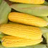 White and Yellow Maize Corn for sale