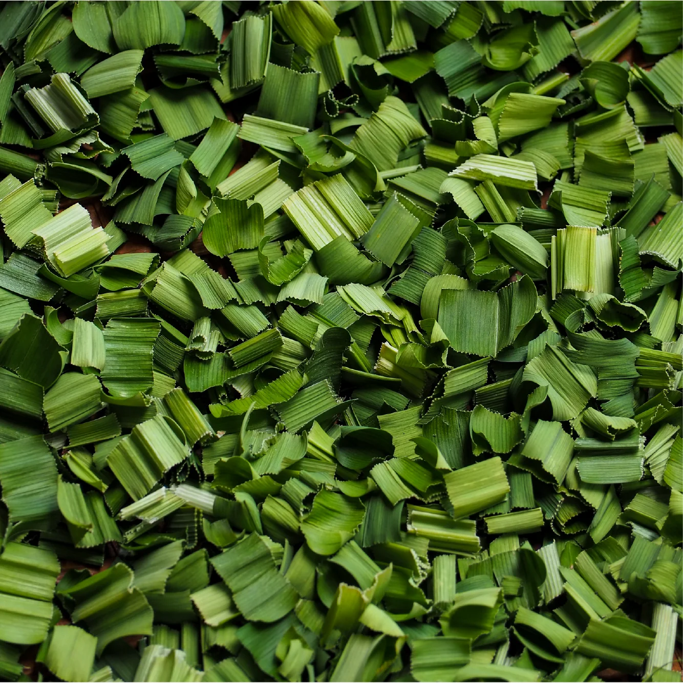 Organic Dried Pandan Powder Usda & Eu Organic Certified Premium Pandan Extract Wholesale From