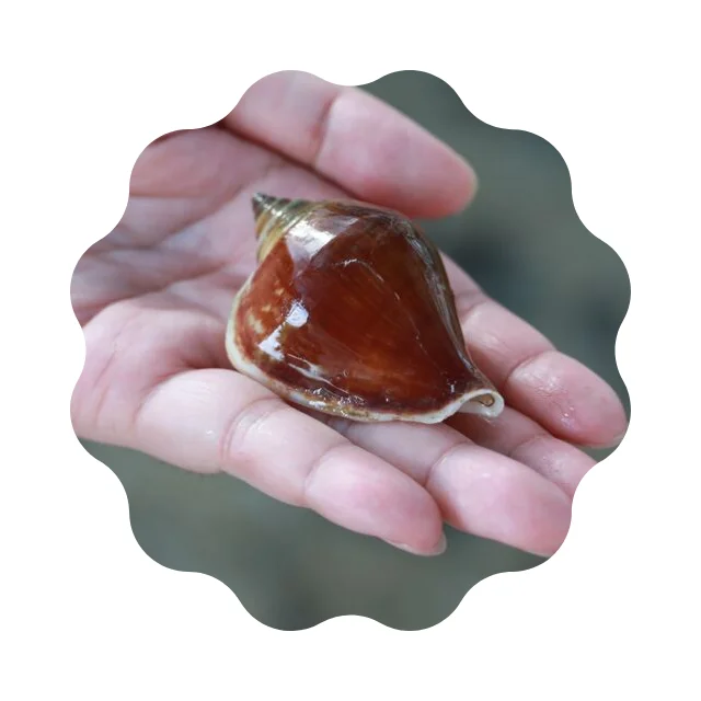
Best Selling Fresh Clean Live Sungsuwan Large Size Wing Shells Thailand Seafood 