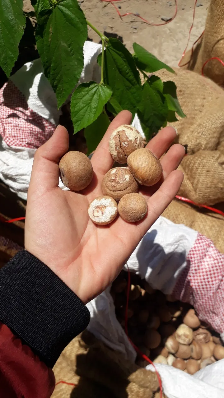 betel nut 3.jpg