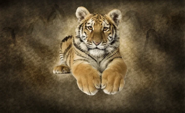 印刷胶粘剂或自粘墙纸动物卧室背景