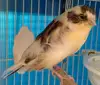 CANARY BIRDS/FINCH/YORKSHIRE BIRDS FOR SALE