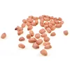 Indian Java Peanut or Groundnut Kernels Price