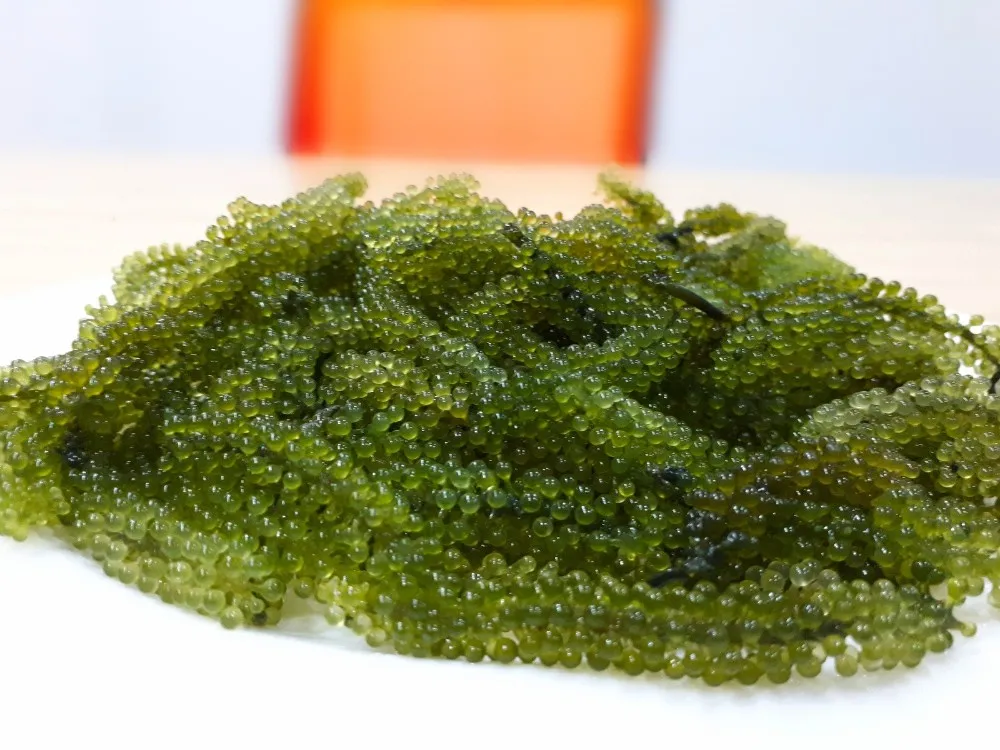 Sea Grapes / Green Caviar / Lato Seaweed /ararosep Whatsapp+84364930172