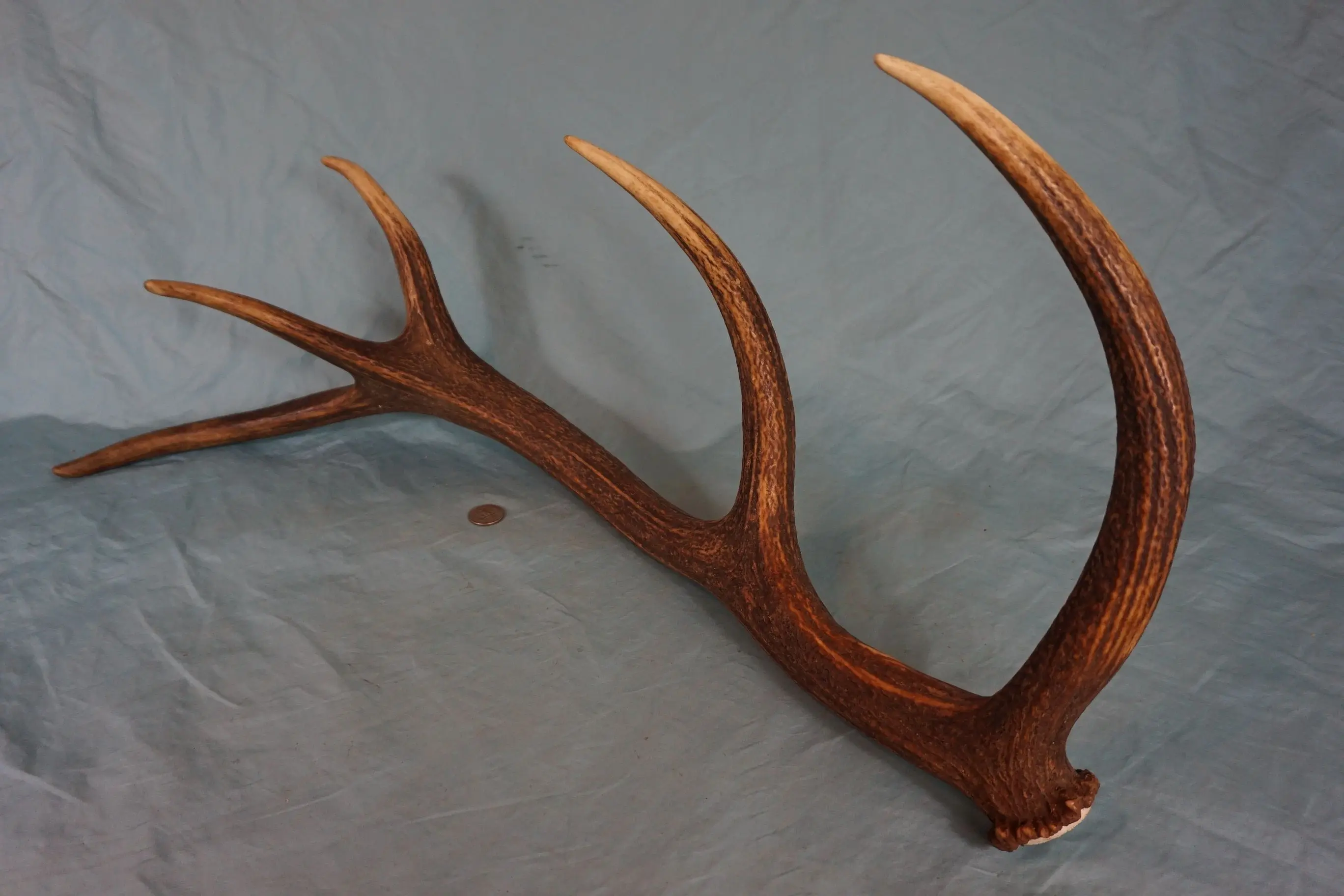 natural antlers