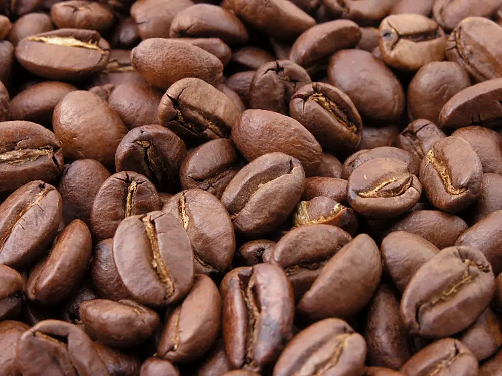 arabica green coffee bean