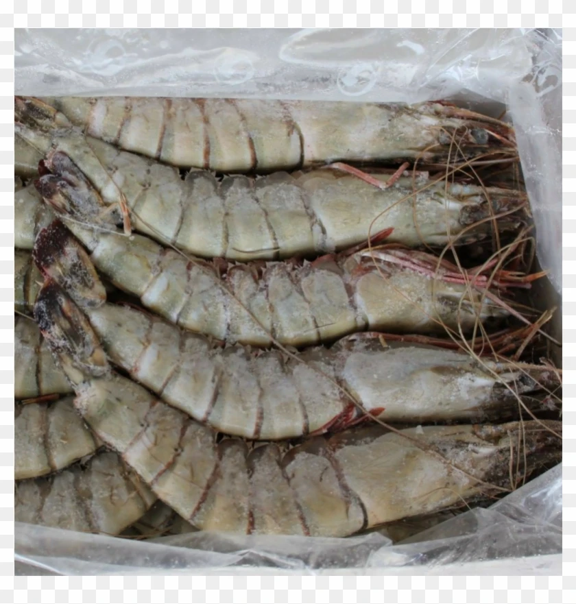 Wholesale Price Shrimp Vannamei Delicious Frozen Seafood Prawns Frozen Buy Wholesale Price Shrimp Vannamei Delicious Frozen Seafood Prawns Frozen Product On Alibaba Com