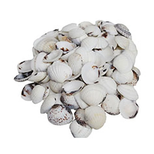 Clam Seashell Material - Craft Nautical DIY Projects
