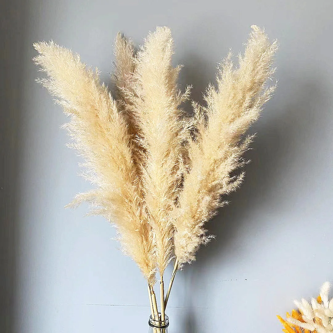 Pampas Grass Hot Sale Natural Dried Flower Large Fluffy Big Pampas