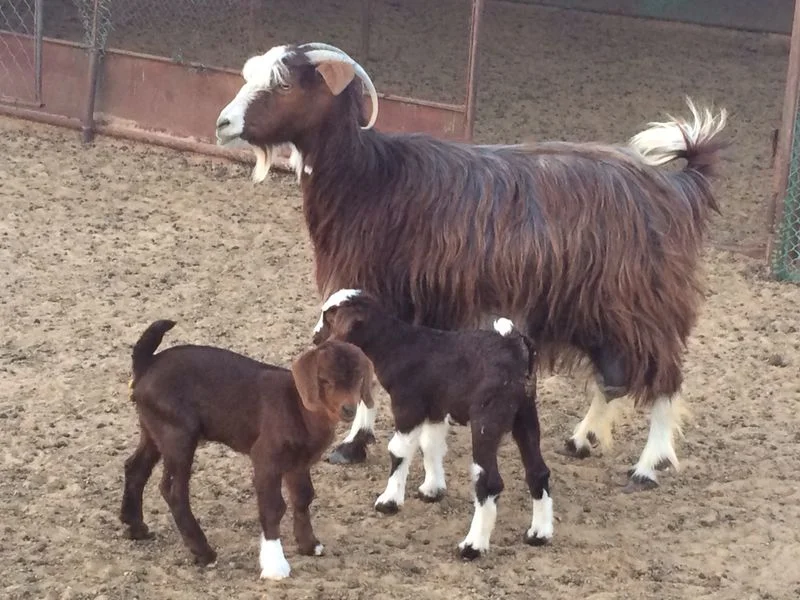 Saidi Goats Buy Doe Buck Goats Meat Halal Islam Hajj Fat Milk Dairy