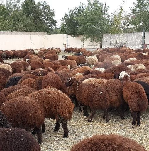 
Moldova sheep Moldovan sheep 