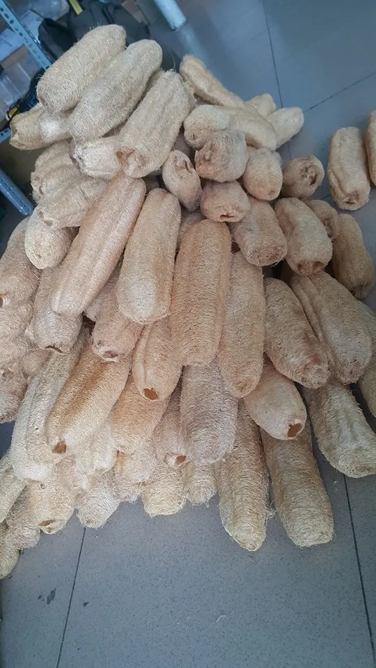 Best Price / 100 Natural Luffa Cheap / Raw Loofah Sponge Vietnam