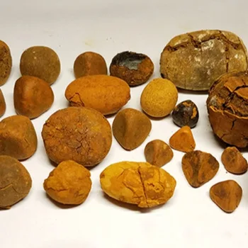 ox gallstone dried 80% whole / 20%broken avail