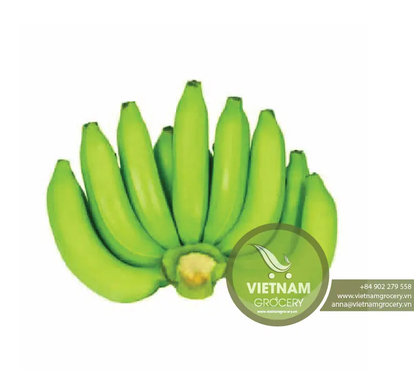 Vietnam High-Quality Fresh Green Banana Wholesale