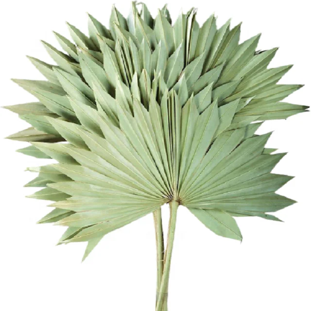 Dried Palm Leaves Palm Spear Decorative For Wedding Home Decorative